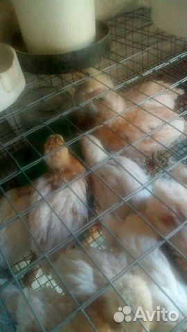 Цыплята несушки купить на Зозу.ру - фотография № 6