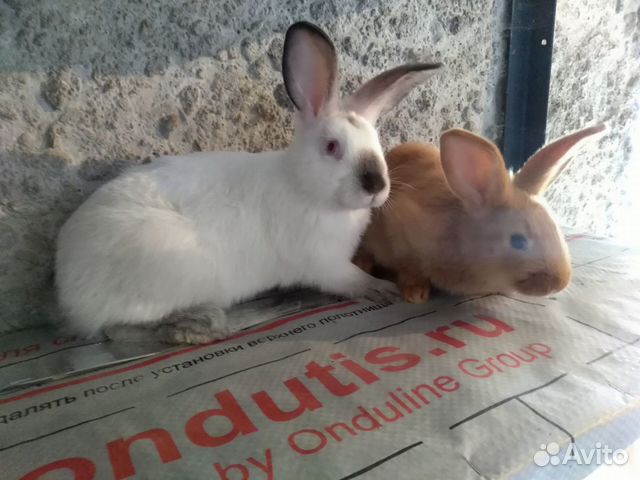 Кролики Калифорнийские 2 месяца купить на Зозу.ру - фотография № 4