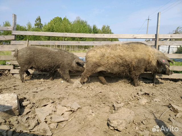Ягнята. Поросята свиньи Венгерская мангалица Козы купить на Зозу.ру - фотография № 3