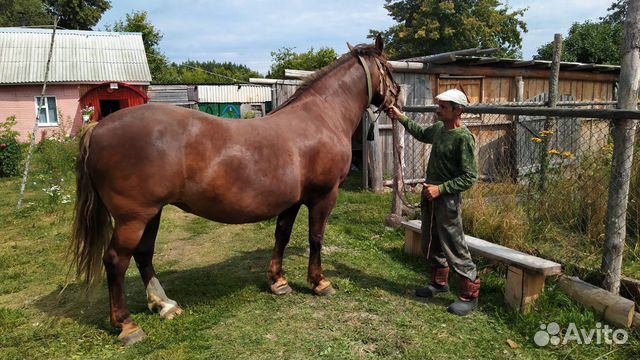 Конь Брянская область. Лошадей для продажи в Брянске. Купить лошадь в Брянской области. Купить лошадь в Брянске недорого.