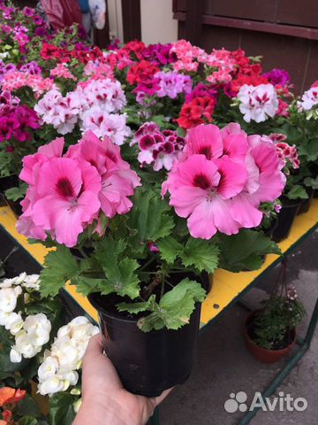 Продам крупно цветковые сортовые пеларгонии