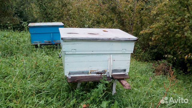 Пчелы с ульями, пчелапакеты купить на Зозу.ру - фотография № 3