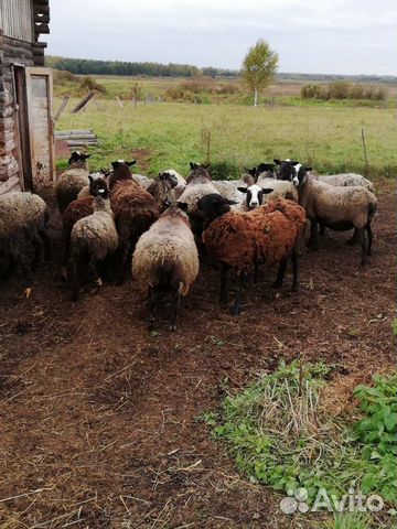 Овцематки, ягнята, дойные козы купить на Зозу.ру - фотография № 2