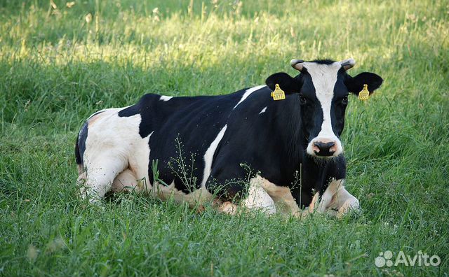 Продам корову,телят купить на Зозу.ру - фотография № 1