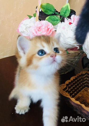 Британские котята Шиншиллы купить на Зозу.ру - фотография № 2