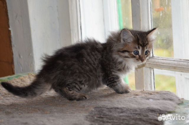 Пушистые котята от кошки-мышеловки купить на Зозу.ру - фотография № 3