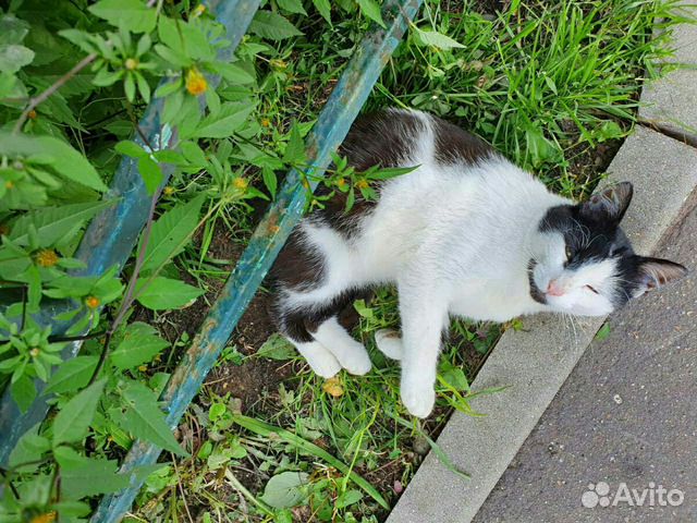 Кот в добрые руки купить на Зозу.ру - фотография № 3