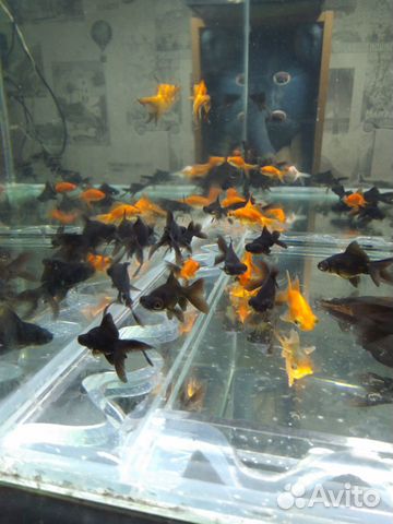 Рыбки,аквариумы,корма купить на Зозу.ру - фотография № 1