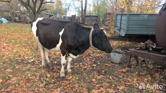 Молодая корова купить на Зозу.ру - фотография № 1