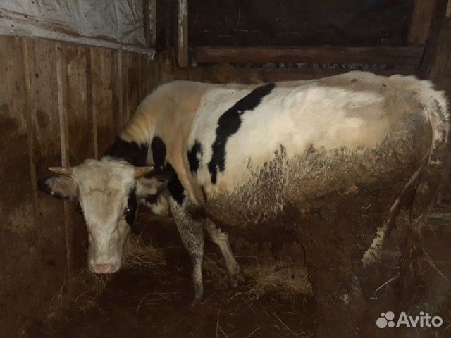 Купить Быков Живым Весом В Орловской Области