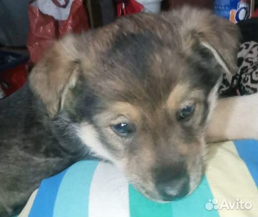 Отдам в хорошие руки