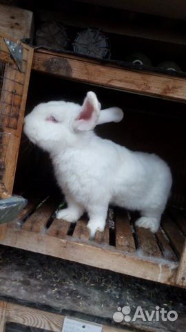 Кролики калифорнийской породы купить на Зозу.ру - фотография № 3