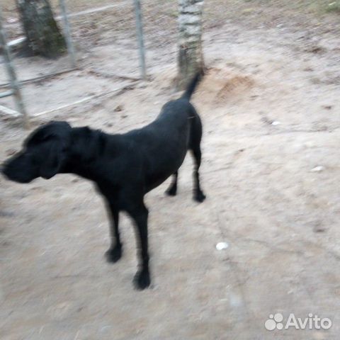 Прибежала собака Гончаяя смешно с Курцхаром купить на Зозу.ру - фотография № 3