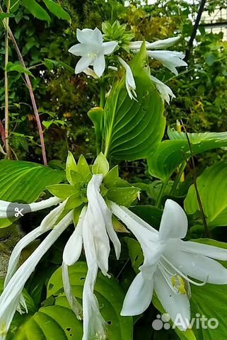 Хоста садовая многолетка