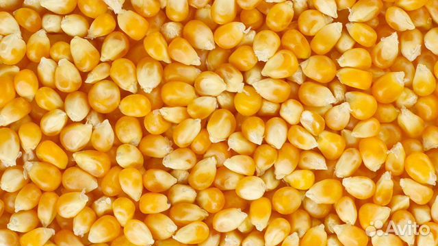 Кукуруза,кукуруза дробленная купить на Зозу.ру - фотография № 2