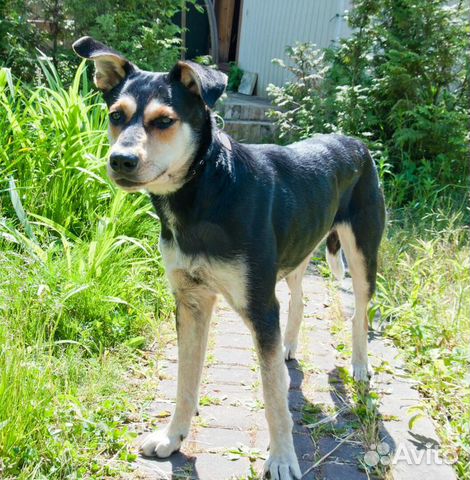 Заколдованная собака Соня ищет дом купить на Зозу.ру - фотография № 3