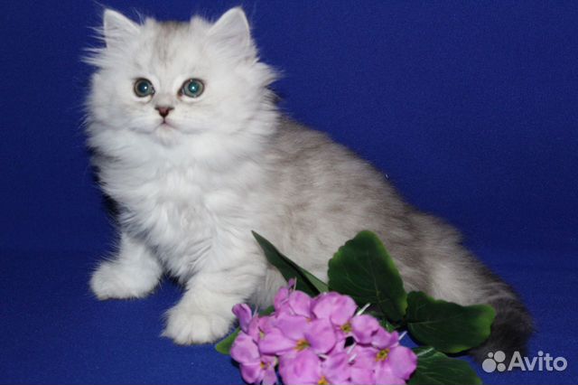 Шотландская Длинношерстная Кошка Фото