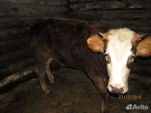 Тёлка корова купить на Зозу.ру - фотография № 1