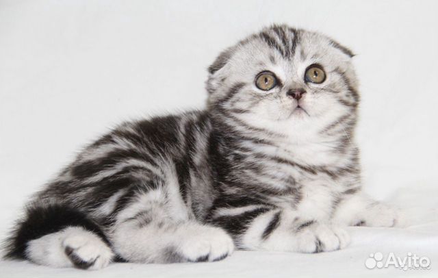 Шикарные мраморные котята мальчик и девочка Шикарные мраморные котята мальчик и девочка
