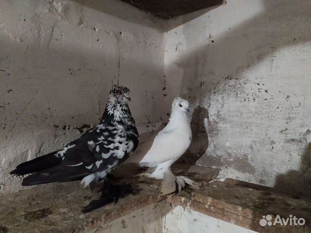 Продам узбекских и бакинских голубей купить на Зозу.ру - фотография № 6