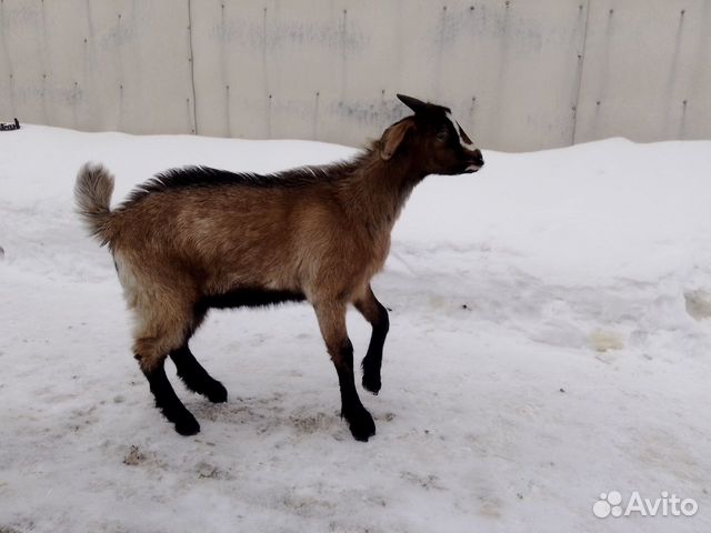 Козлик от высокоудойной козы купить на Зозу.ру - фотография № 4
