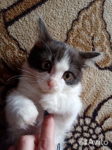 Котенок(кот) купить на Зозу.ру - фотография № 3