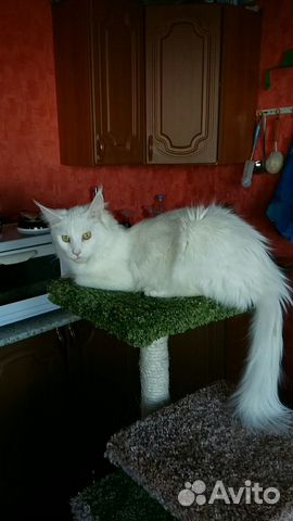 Котята породы Мейн Кун купить на Зозу.ру - фотография № 6
