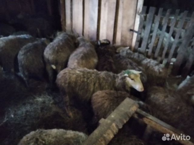 Молодые овцы на разведение купить на Зозу.ру - фотография № 2