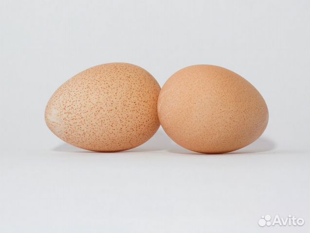 Яйцо куриное. Индюшиное. индоутиное