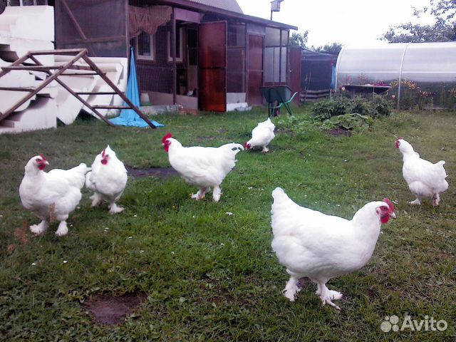 Цыплята маран,малин,легбар инкб. яйцо купить на Зозу.ру - фотография № 10