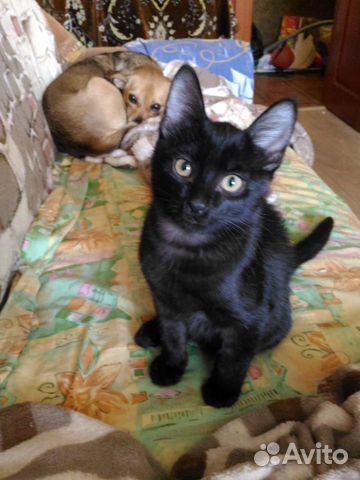 Отдам черного котика купить на Зозу.ру - фотография № 1