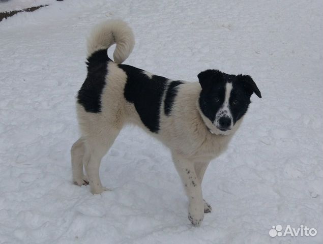 Купить Собаку Ульяновская Область