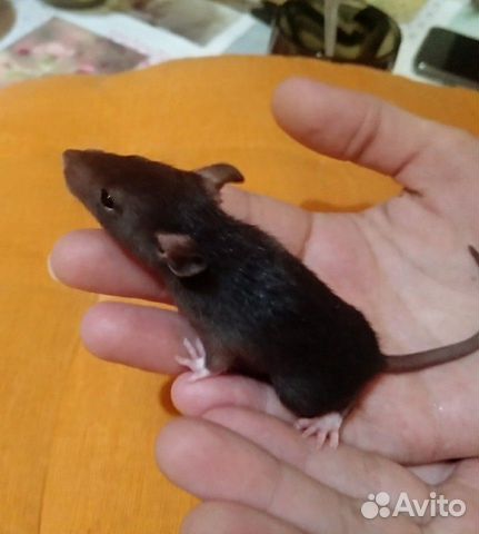 Крысята крыса купить на Зозу.ру - фотография № 1