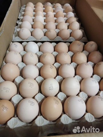Инкубационное яйцо бройлер cobb 500 чехия купить на Зозу.ру - фотография № 1