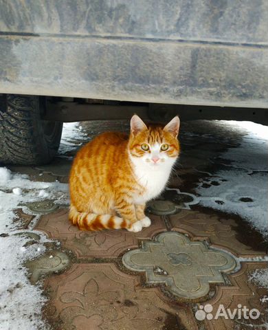 Рыжий котенок мальчик в добрые руки купить на Зозу.ру - фотография № 3
