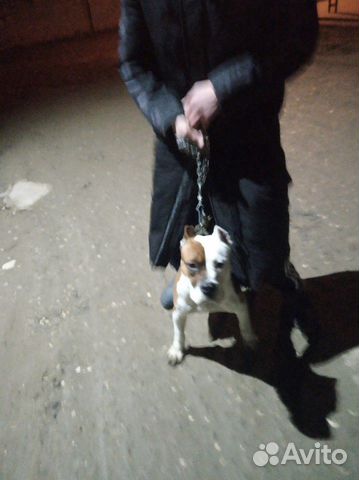 Собака пидбуль купить на Зозу.ру - фотография № 6