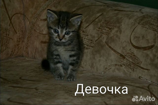 Ищут дом котята купить на Зозу.ру - фотография № 2