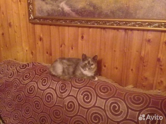 Кошка в добрые руки купить на Зозу.ру - фотография № 1