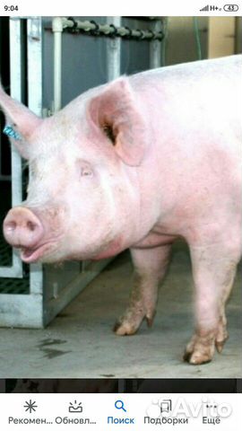 Свиньи живой вес купить на Зозу.ру - фотография № 1