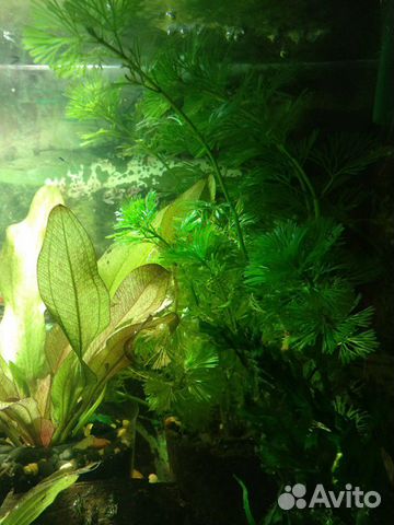 Рыбки аквариумные, растения купить на Зозу.ру - фотография № 6