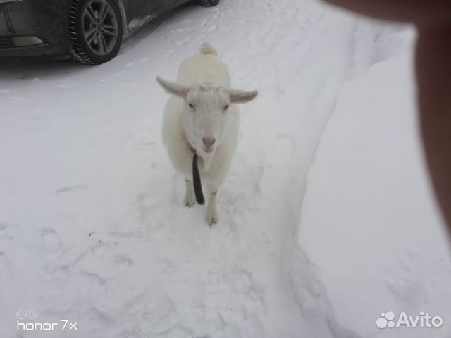Продам козу комолую купить на Зозу.ру - фотография № 3