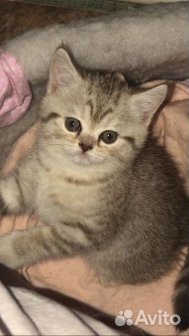 Британские котята ищут своих хозяев