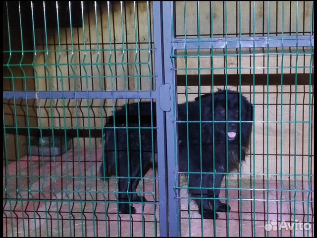 Пёсик Здоровяк-медведь Билли ищет дом купить на Зозу.ру - фотография № 3