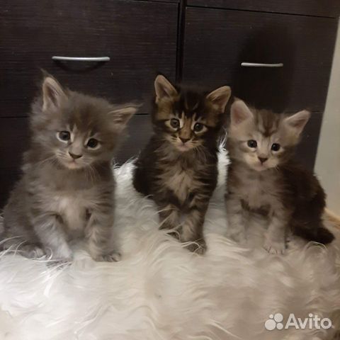 Замечательные котятки мейн-кун купить на Зозу.ру - фотография № 1