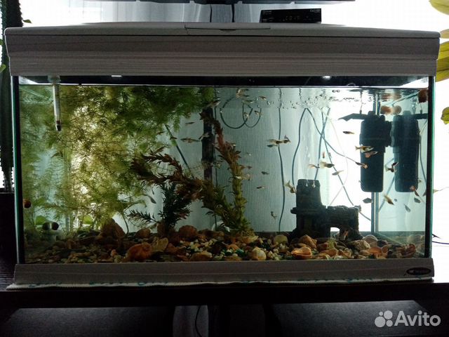 Аквариум Кайман140л, с рыбками, фильтр воды, компр купить на Зозу.ру - фотография № 2