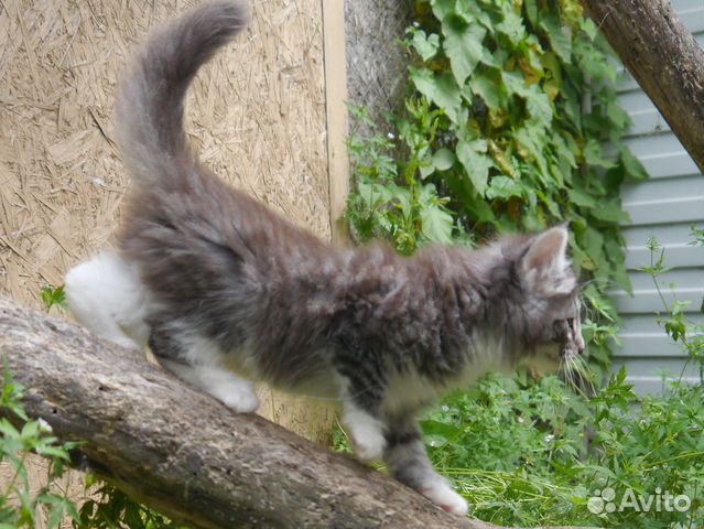 Шикарные котята породы норвежская лесная Шикарные котята породы норвежская лесная