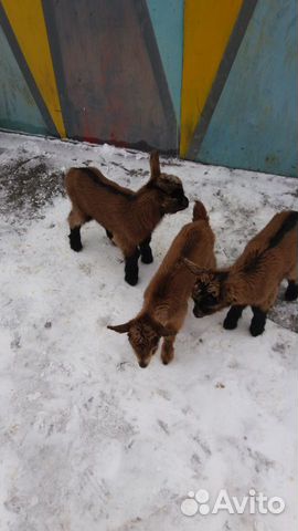 Альпийские козлята купить на Зозу.ру - фотография № 3