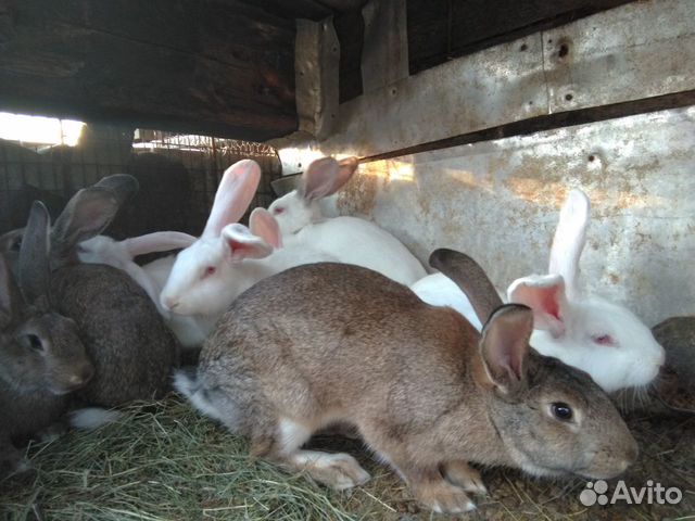Кролики разных пород и возрастов купить на Зозу.ру - фотография № 2