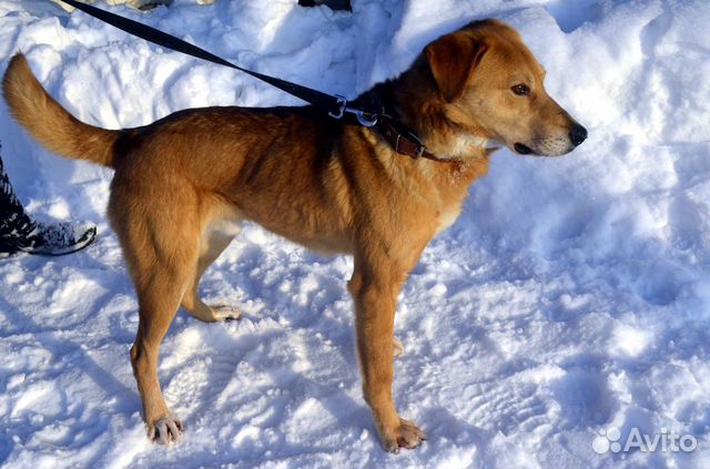 Собака ищет дом и ждет хозяина купить на Зозу.ру - фотография № 4