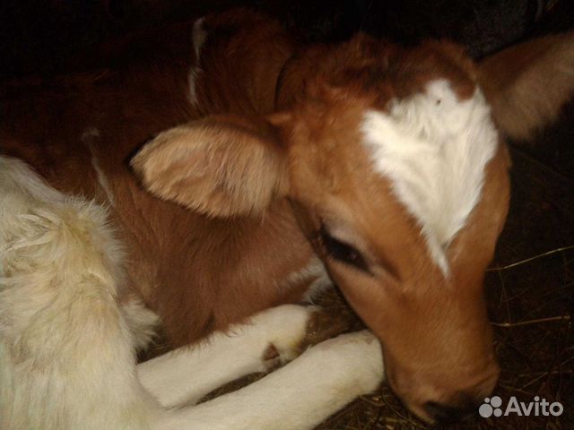 Корова с теленком купить на Зозу.ру - фотография № 8